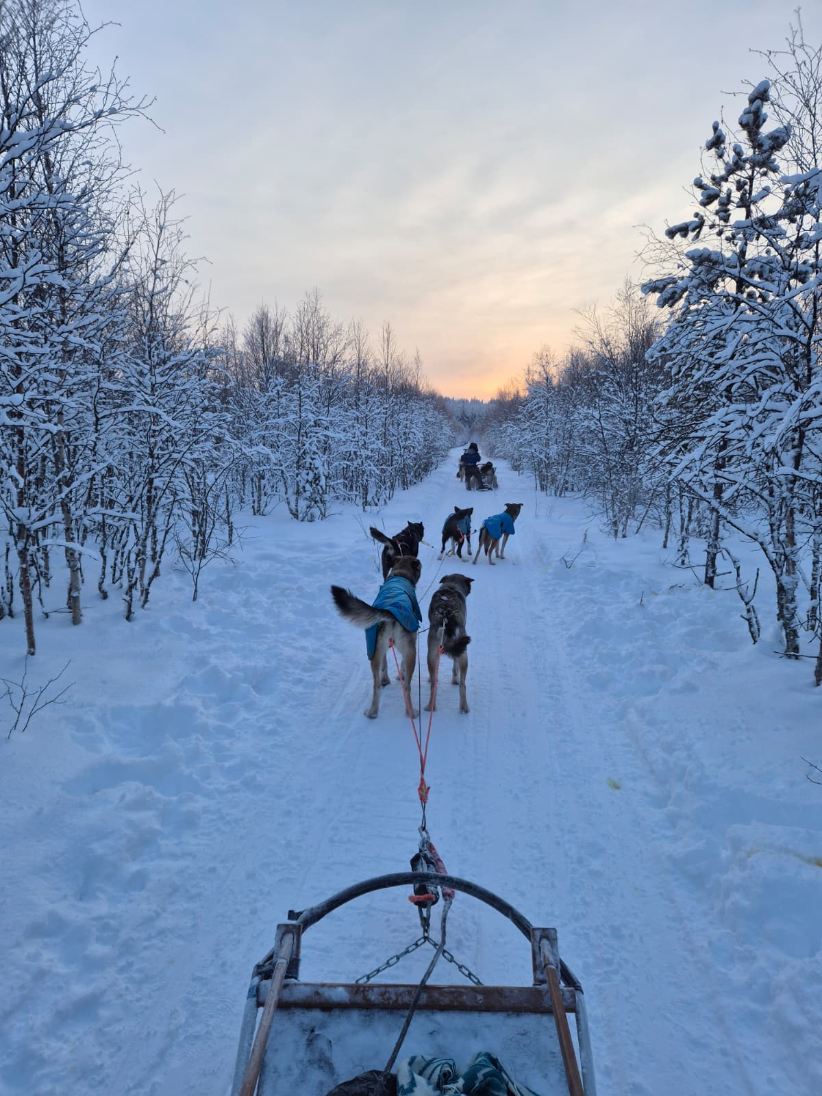 Dual Arctic Adventure: Husky & Reindeer Safari Course